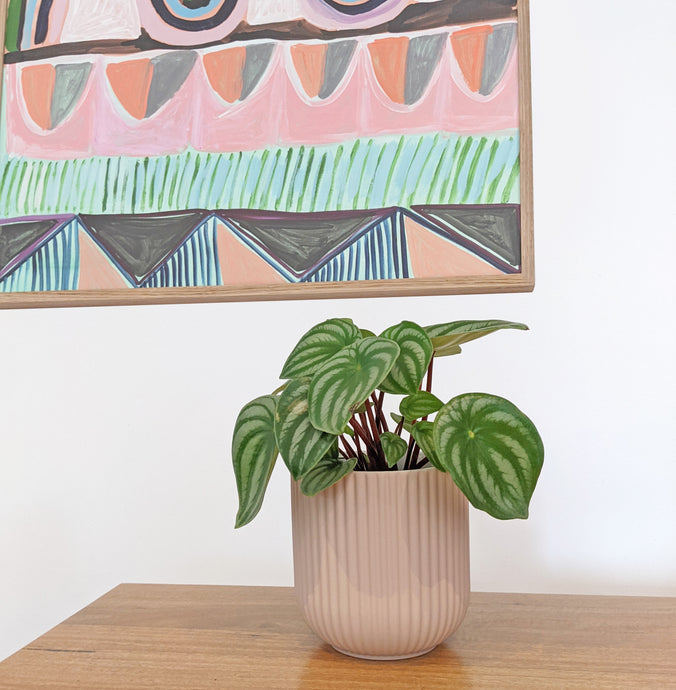 How to Arrange Plants in Living Room