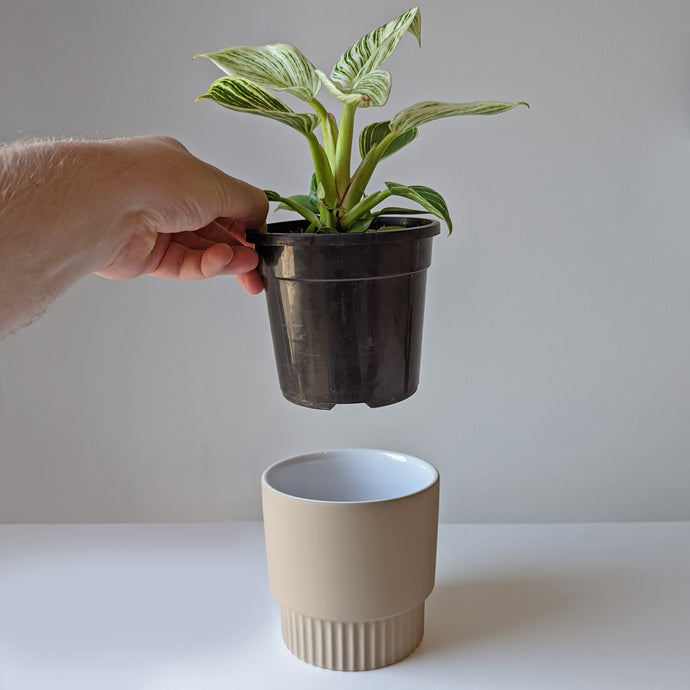 Benefits of Having a Decorative Plant Pot