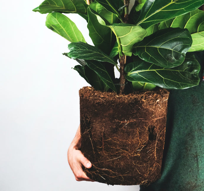 Time to Turn Over a New Leaf: When and How to Repot Your Plants