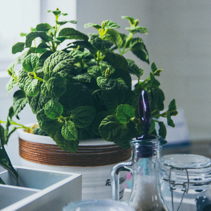 How to Grow Mint In a Pot