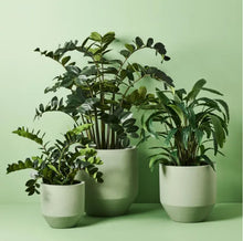Load image into Gallery viewer, Nomilo Set of 3 Large Green Pots
