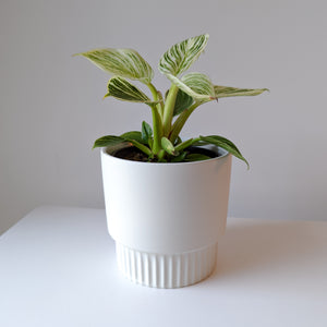 Lucy Planter Pot - White