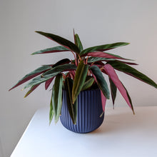 Load image into Gallery viewer, Paris Planter - Navy Blue
