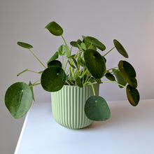 Load image into Gallery viewer, Paris Planter - Zesty Green
